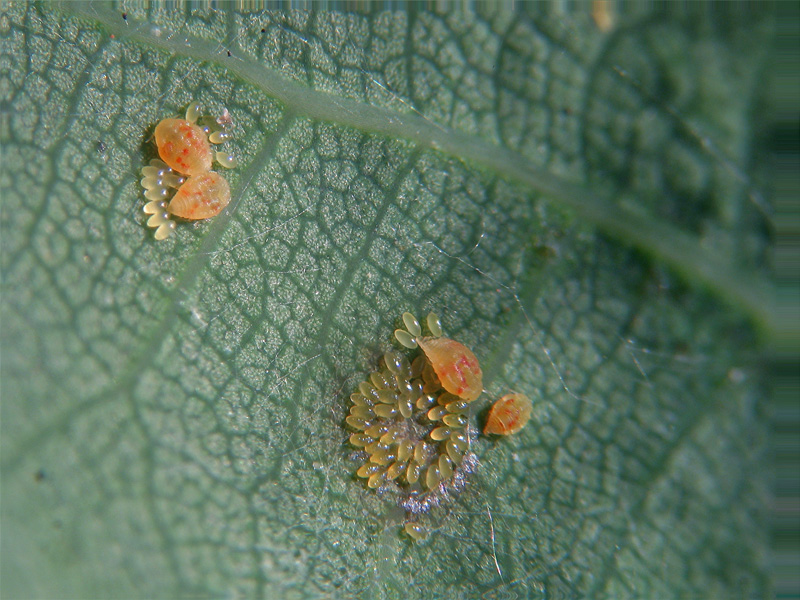 Phylloxera quercus